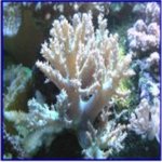 風化造礁珊瑚 